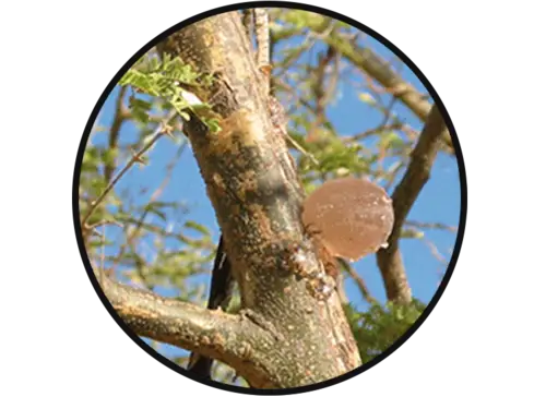 Gomme arabique acacias