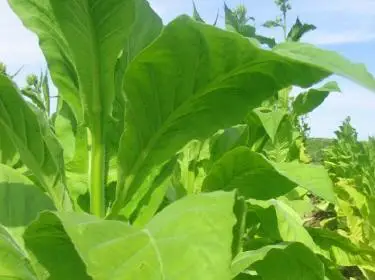 Faire pousser du tabac