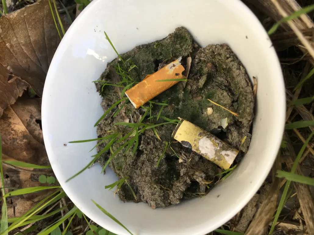 test de megot de cigarette biodegradable