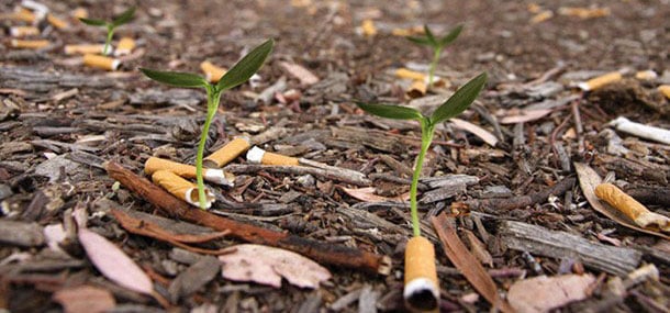 Megot de cigarette biodegradable
