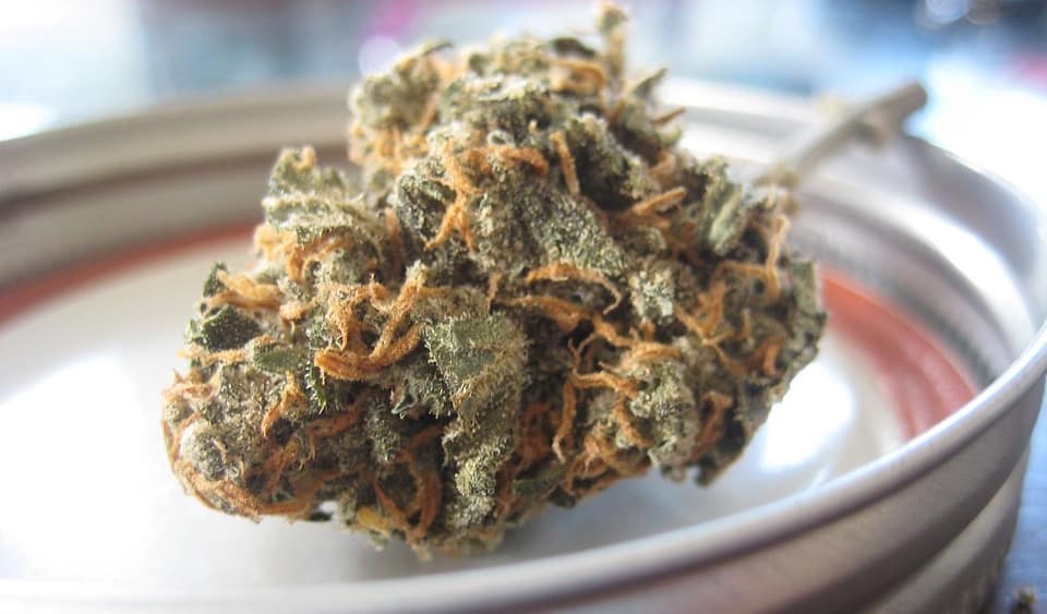 Image d'une fleur de cannabis au CBD